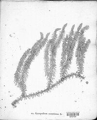 Spinulum annotinum image